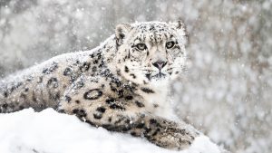 snow leopard in the falling snow