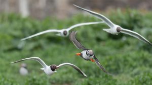 gulls in pursuit of an Atlantic puffin carrying sand lance in its beak