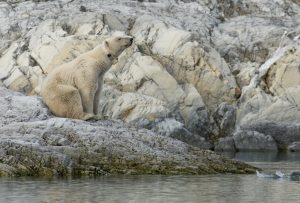 female polar bear tracking collar