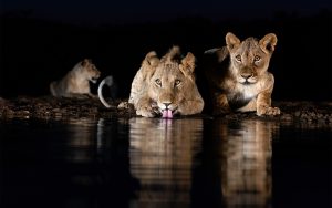young lions sipping from water hole at night