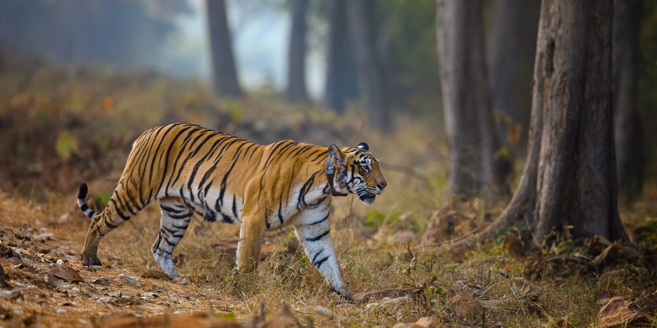 How AI & Data Science Support Wildlife Conservation