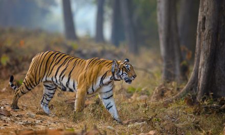 How AI & Data Science Support Wildlife Conservation