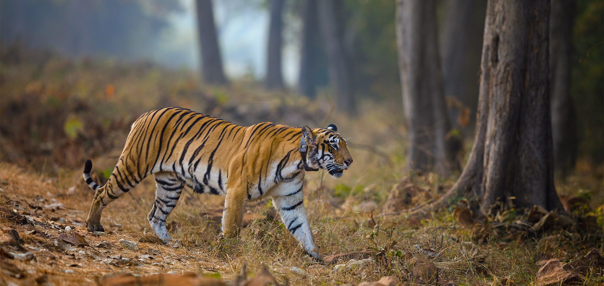 Tigreress Choto Tara with a radio collar at Tadoba Andhari Tiger Reserve,Maharashtra,India