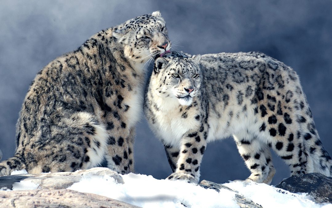 The Gray Ghost of the Himalayas Rises Again