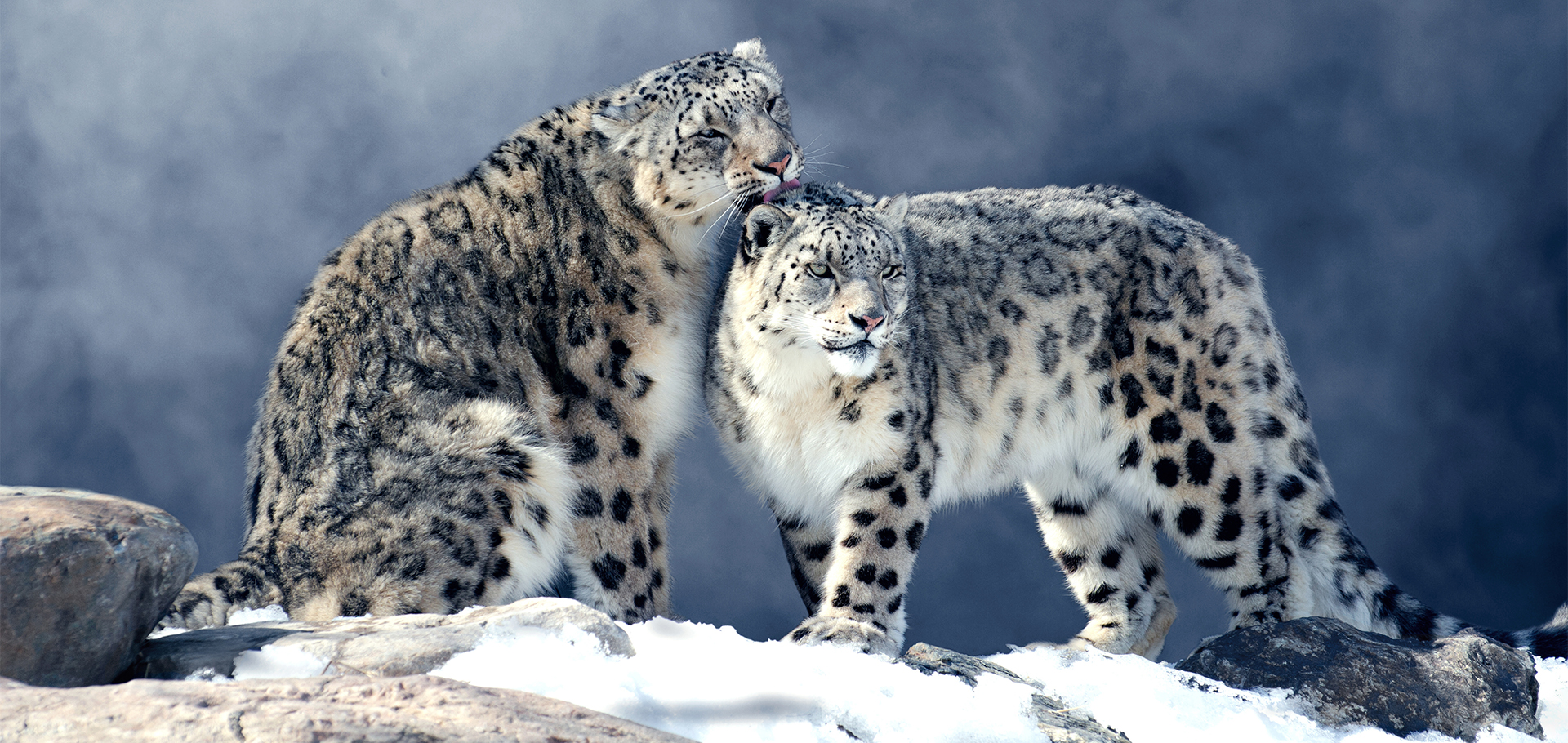 two snow leopards grooming