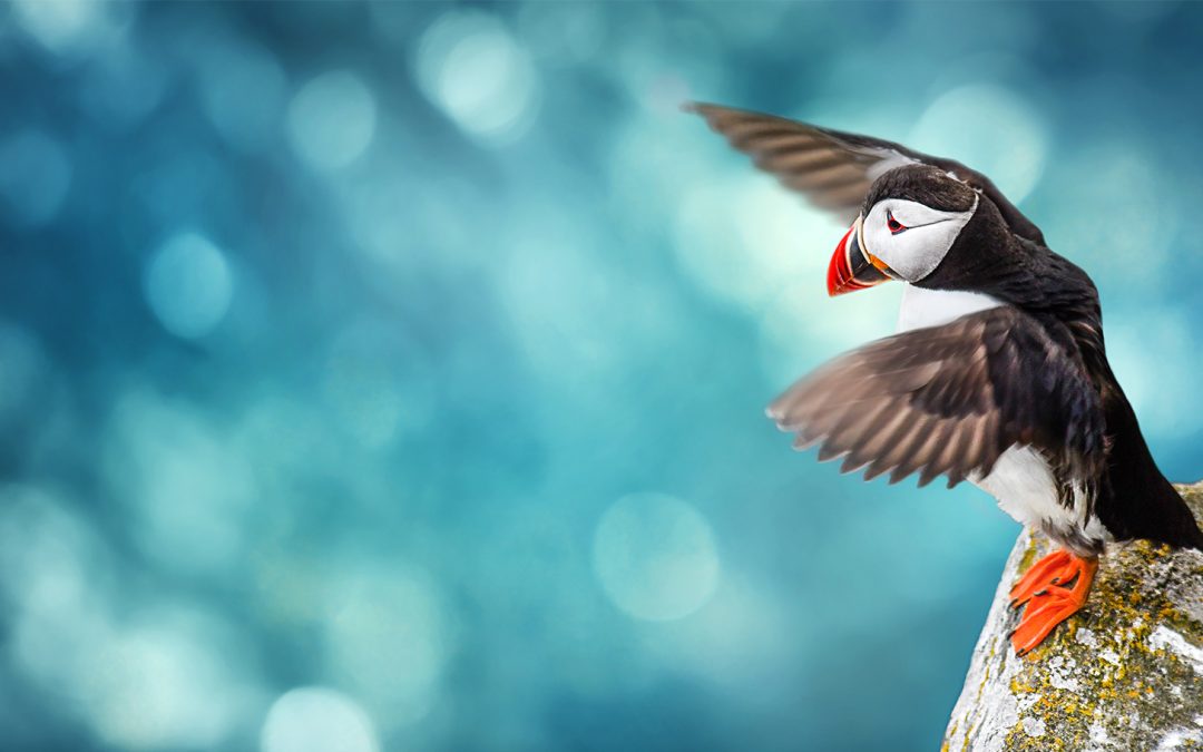The Peculiar Story of How the Puffin Returned to Maine