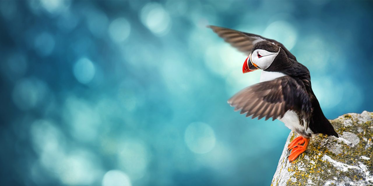 The Peculiar Story of How the Puffin Returned to Maine