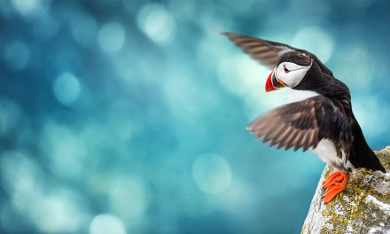 The Peculiar Story of How the Puffin Returned to Maine