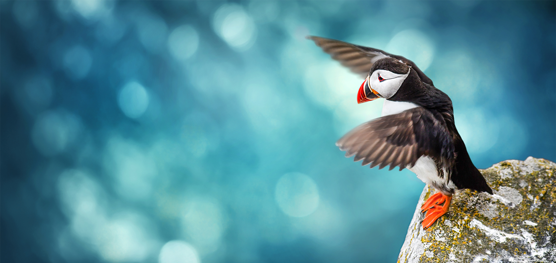atlantic puffin taking flight sparkling blue ocean ledge