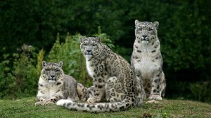 three snow leopards in the grass