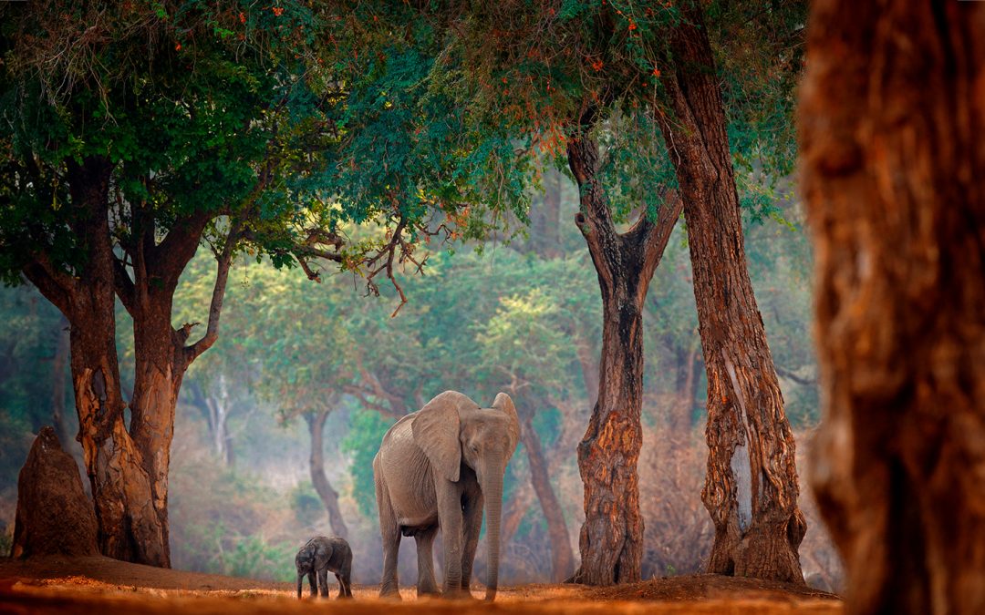 Discover Zimbabwe: A Year-Round African Wildlife Safari Destination
