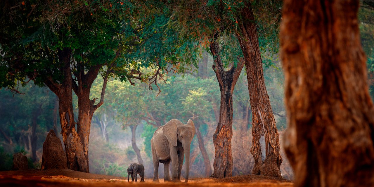 Discover Zimbabwe: A Year-Round African Wildlife Safari Destination