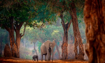 Discover Zimbabwe: A Year-Round African Wildlife Safari Destination