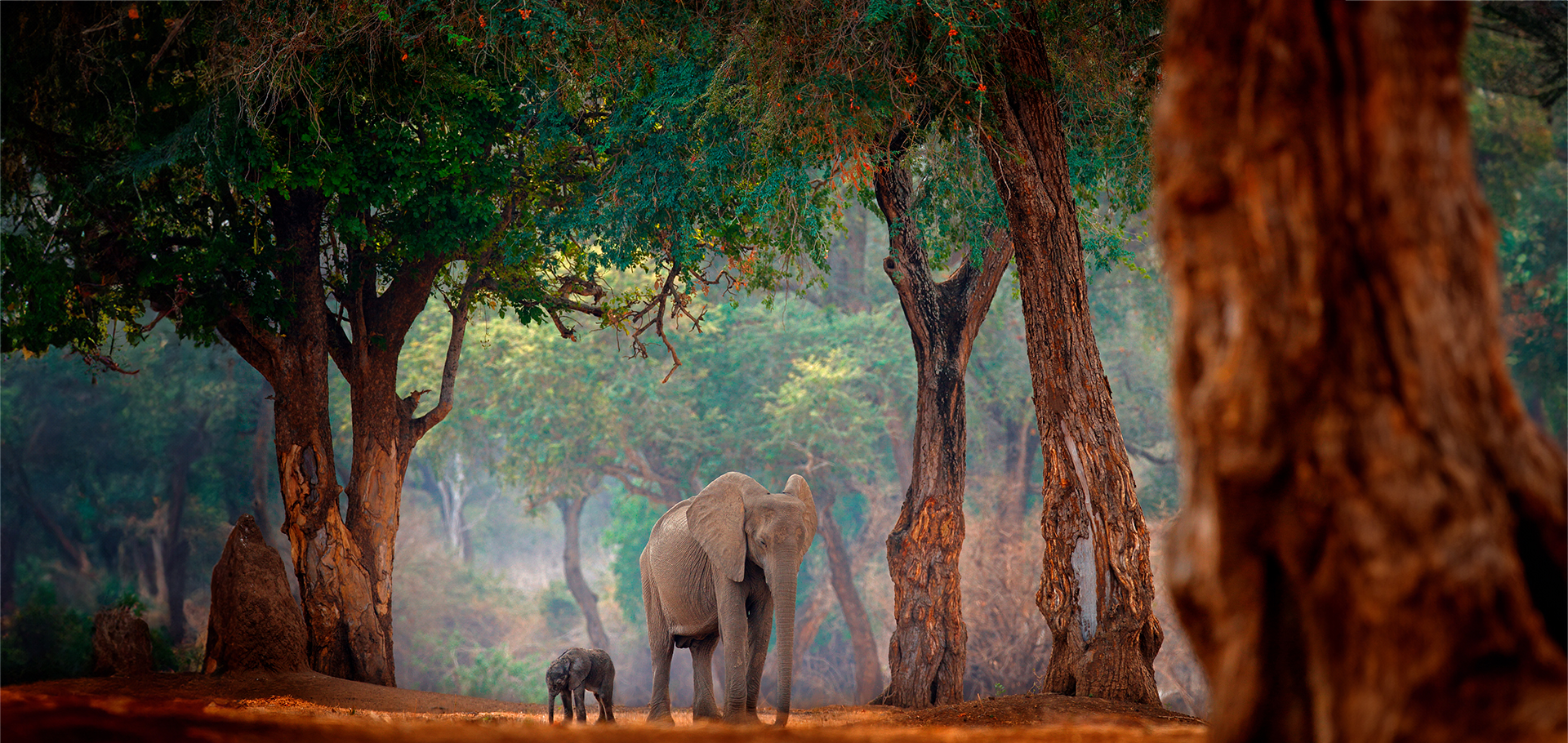 elephant mom and calf in forests of zimbabwe africa
