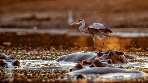 Grey heron (ardea cinerca) fishing from the back of a hippopotamus in a lake with back lit in Mana Pools National Park in Zimbabwe