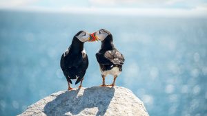 two puffins, puffin couple