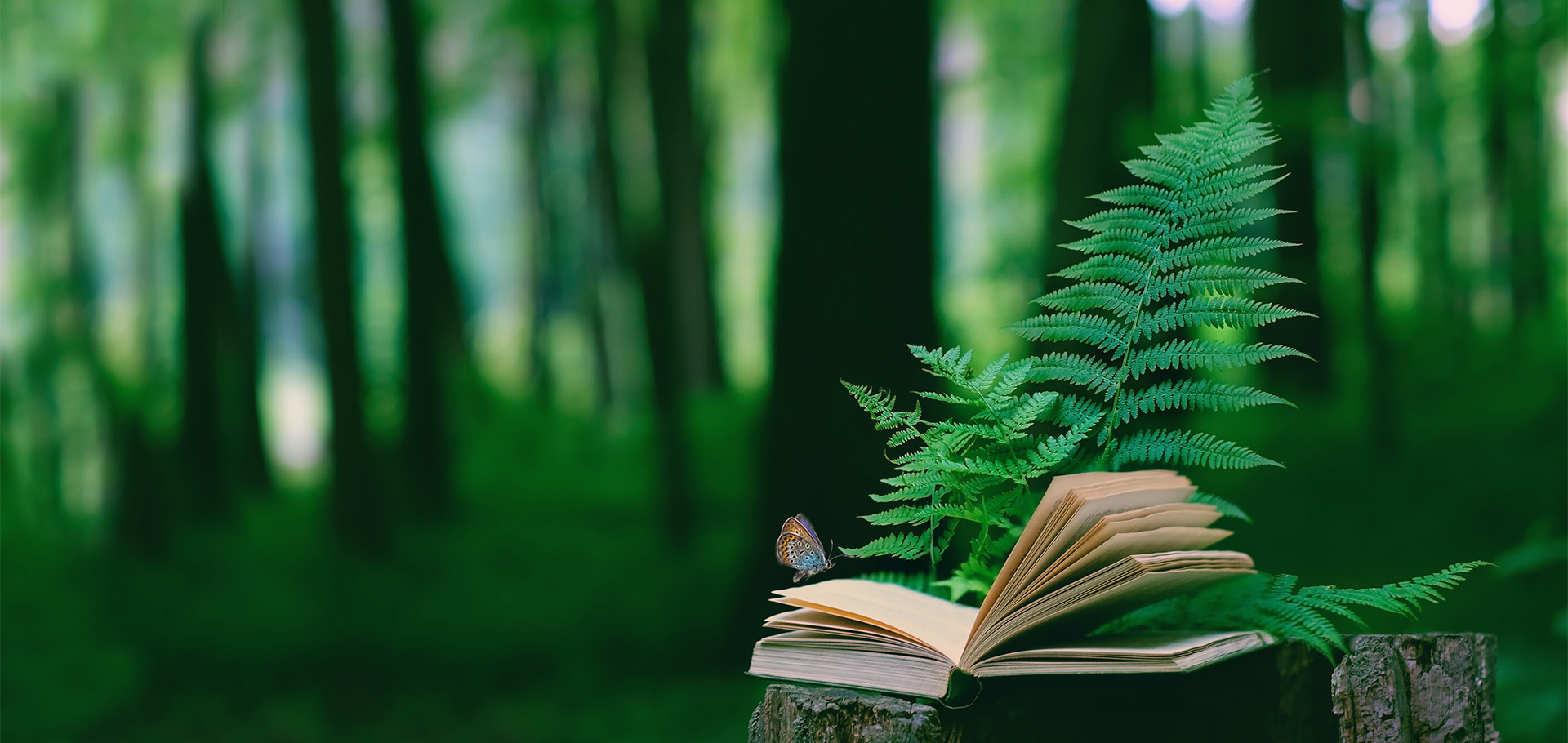 butterfly reading book nature forest