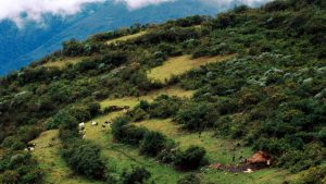 Native Quechua Indian farmers with cattle in Bonbon. Native Quechua Indians in the park's southern neighbouring area, Andean highland (3000-3500m), Rio Mapacho Valley, Manu National Park, Peru
