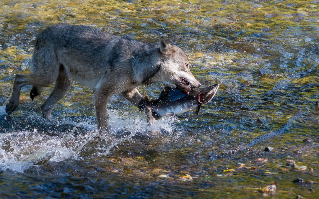 Coastal Wolves and Their Surprising Catches