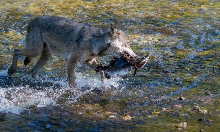 Coastal Wolves and Their Surprising Catches