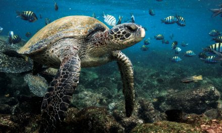 Species-Rich Places and the “Robin Hood” Conservation Strategy