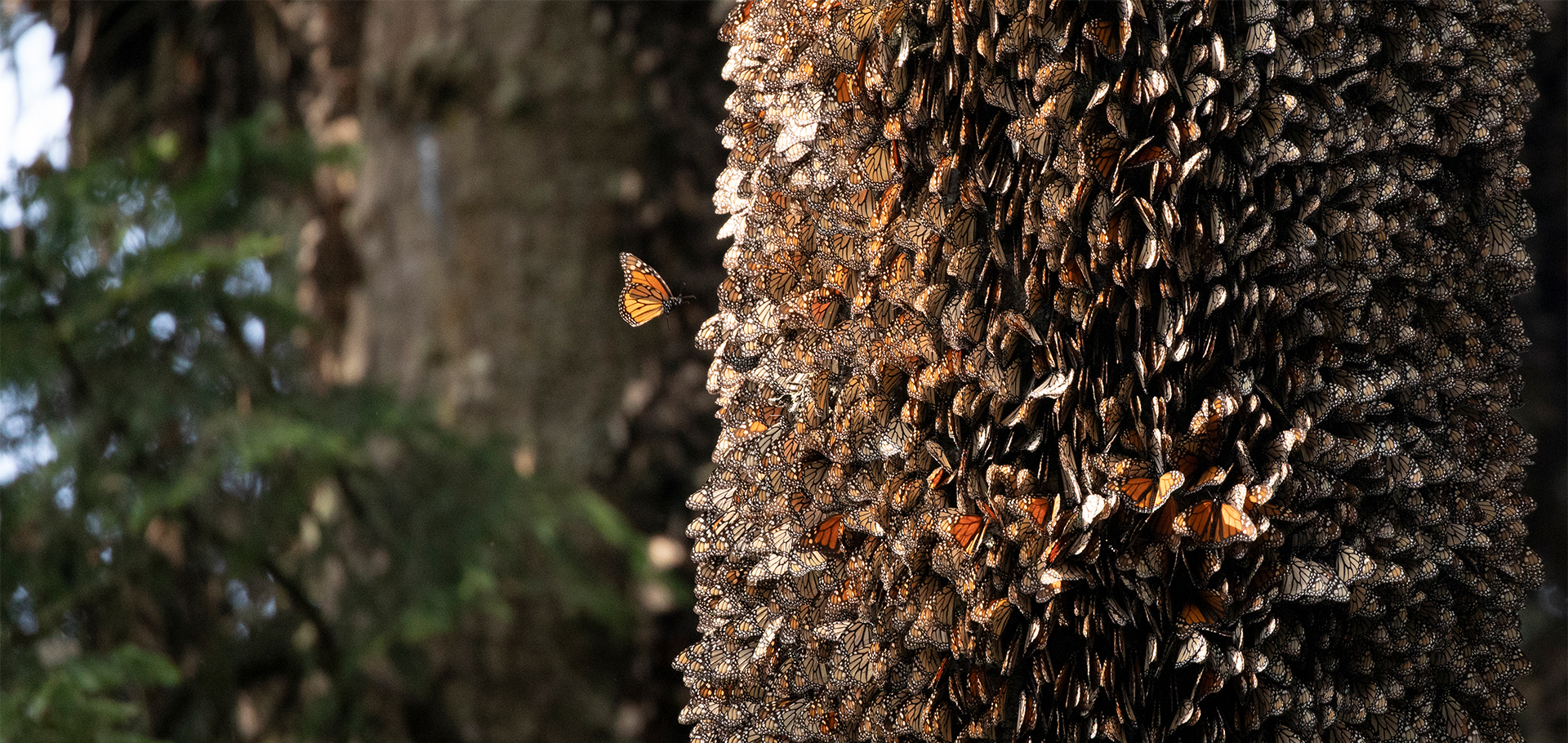 monarch butterfly migration nesting trees winter mexico