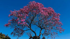 Ipe tree in bloom, Brazil