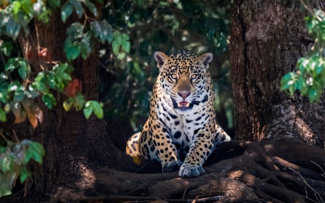 Tracking Jaguars with the Onçafari Project: Conservation Travel in Brazil’s Pantanal 
