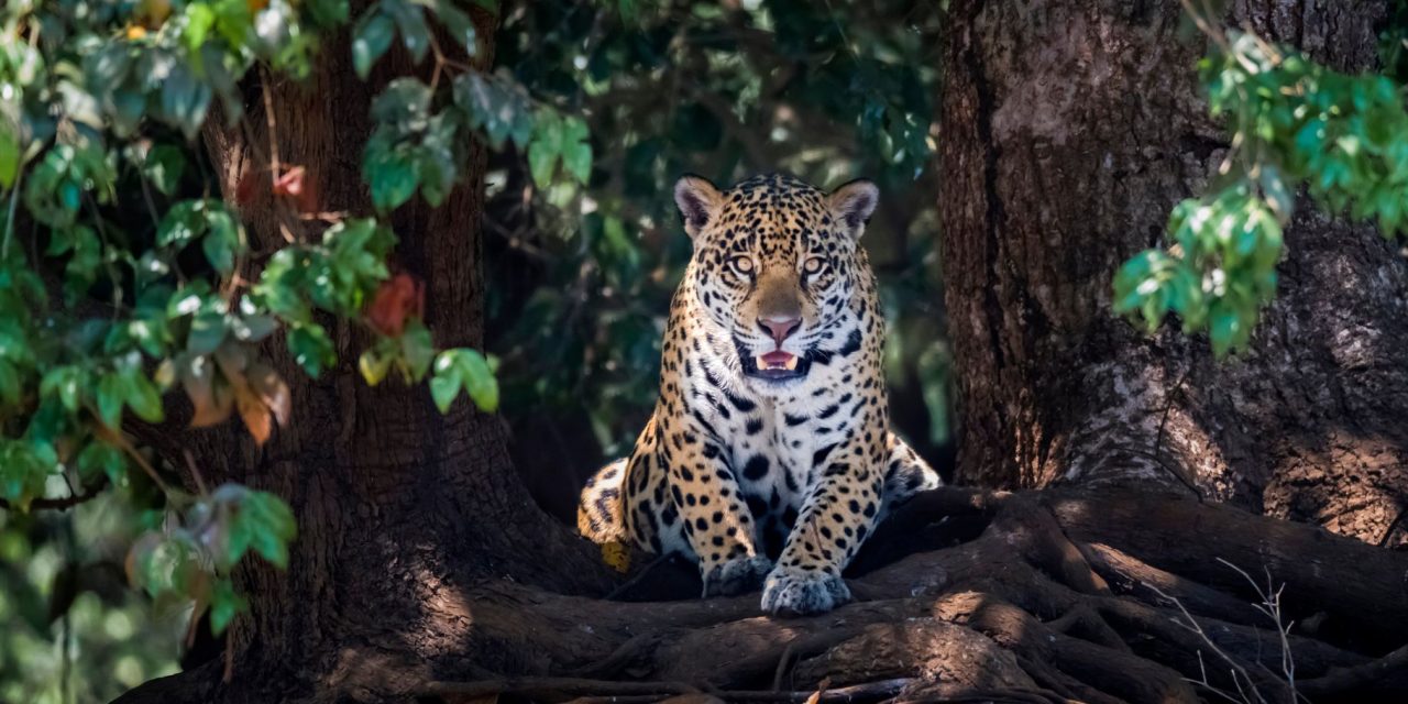 Tracking Jaguars with the Onçafari Project: Conservation Travel in Brazil’s Pantanal 