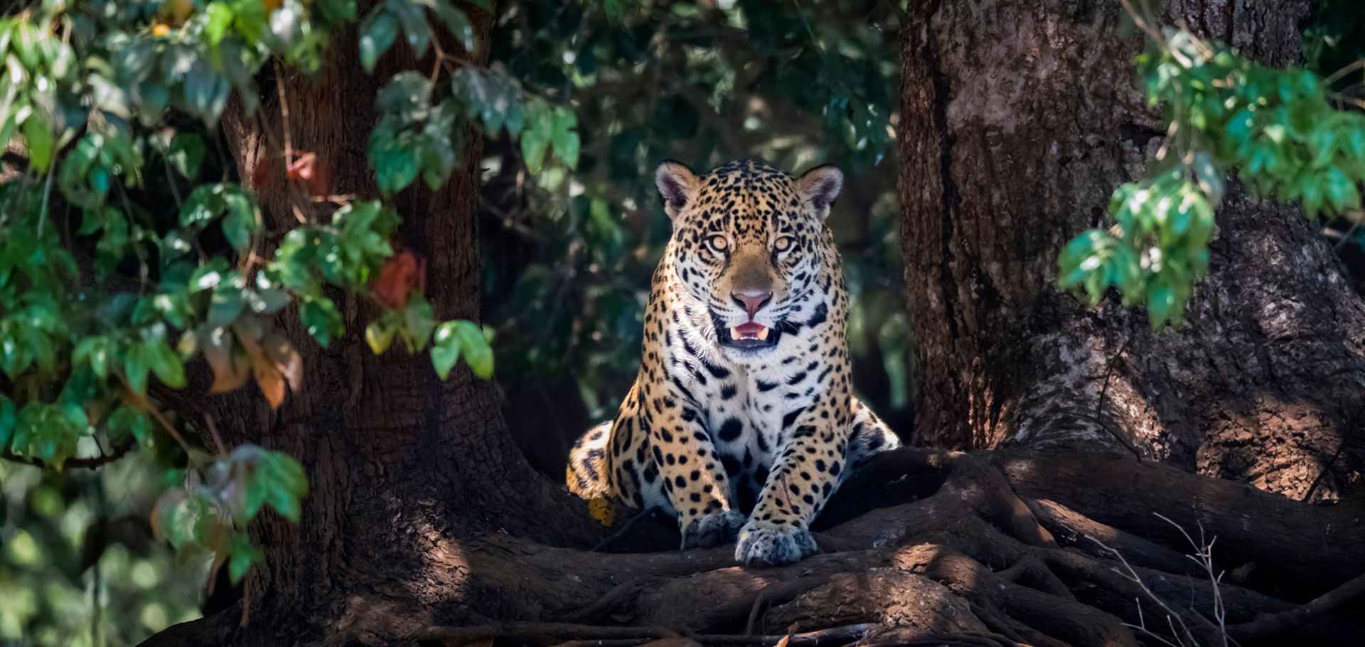 Jaguar (Panthera onca) lying on tree roots, portrait. Mato Grosso, Pantanal, Brazil.
