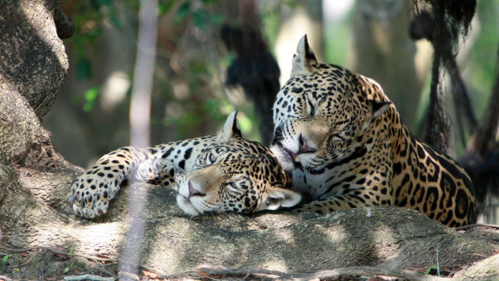 Two jaguars (Panthera onca) doze on a tree in the Pantanal, Brazil.
