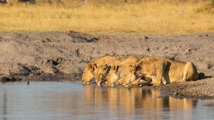 lions drinking from water hole zimbabwe