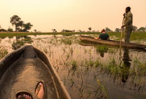 Nat Hab guests experience the magic of the Okavango Delta on poled mokoro rides in traditional dugout canoes.