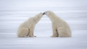 See polar bears with Nat Hab & WWF on a trip to Churchill!