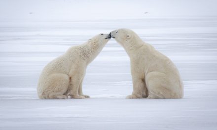 Face-to-Face with Churchill’s Polar Bears