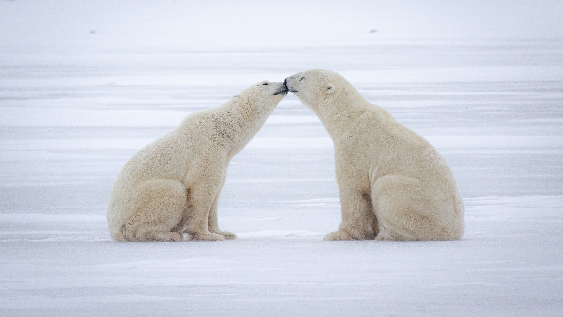 See polar bears with Nat Hab & WWF on a trip to Churchill!
