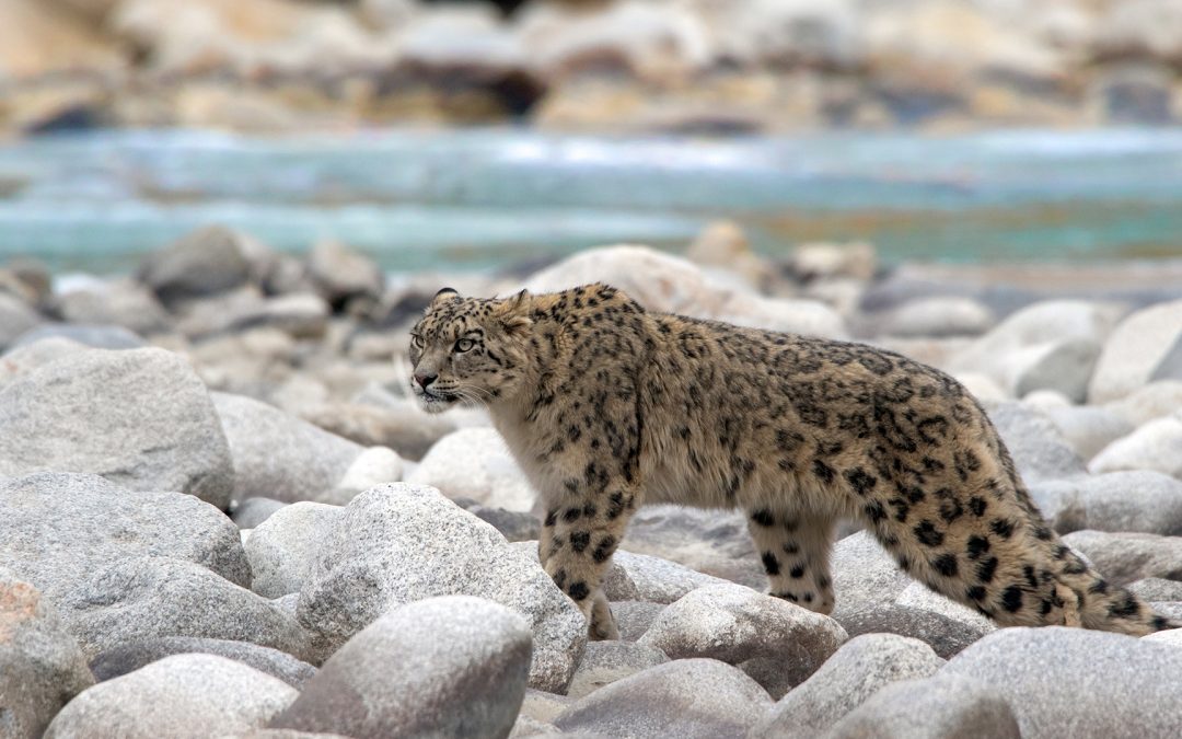 Snow Leopards & 6 More Animals You Can See in the Himalayas