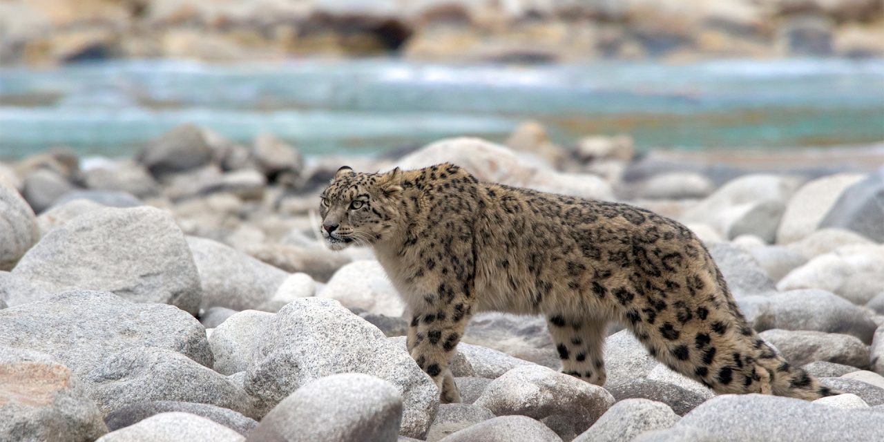 Snow Leopards & 6 More Animals You Can See in the Himalayas