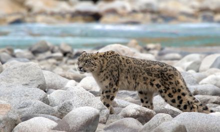Snow Leopards & 6 More Animals You Can See in the Himalayas