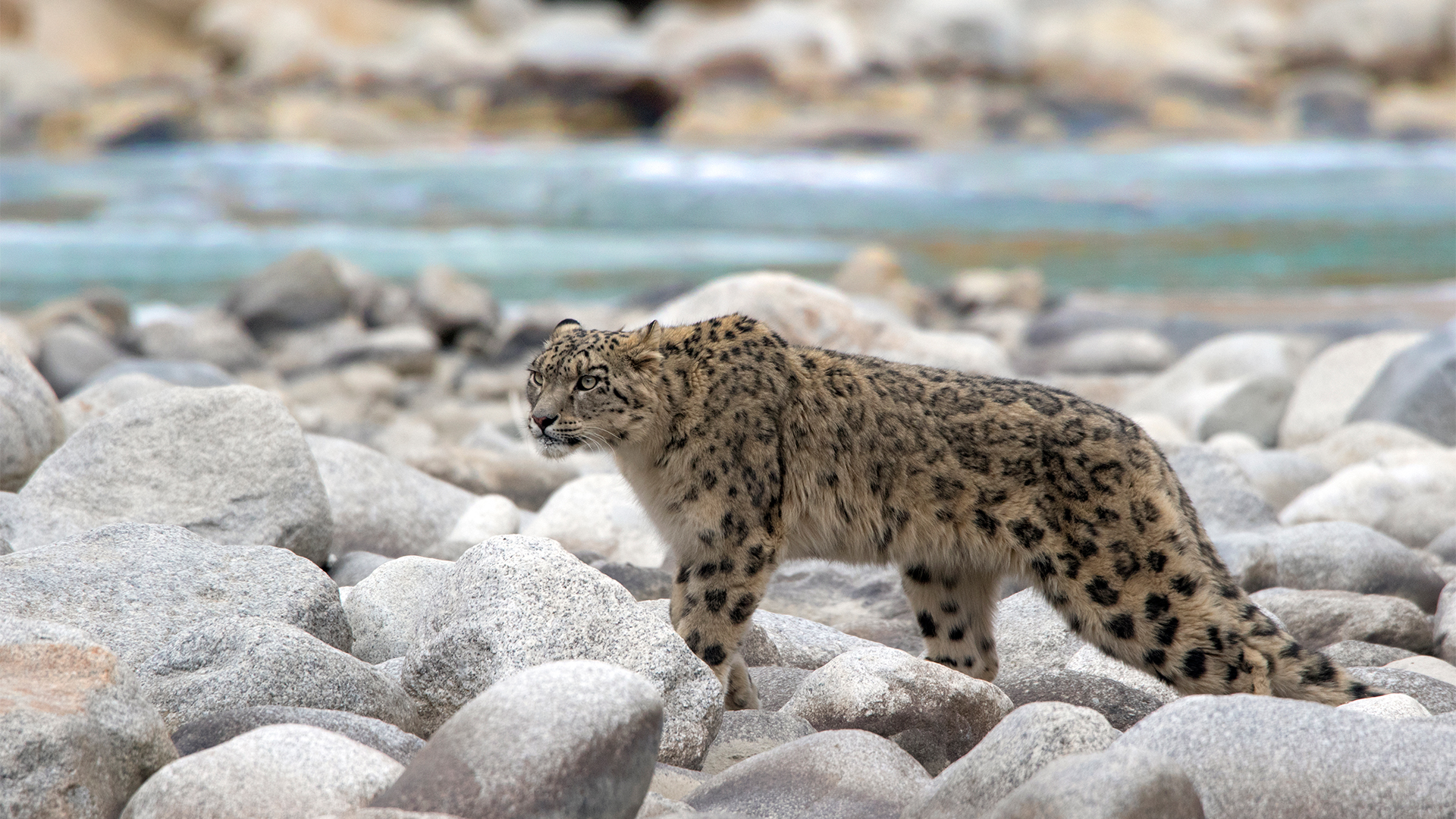 Snow Leopard walking along the Indus bank grasses of the Ramganga river.