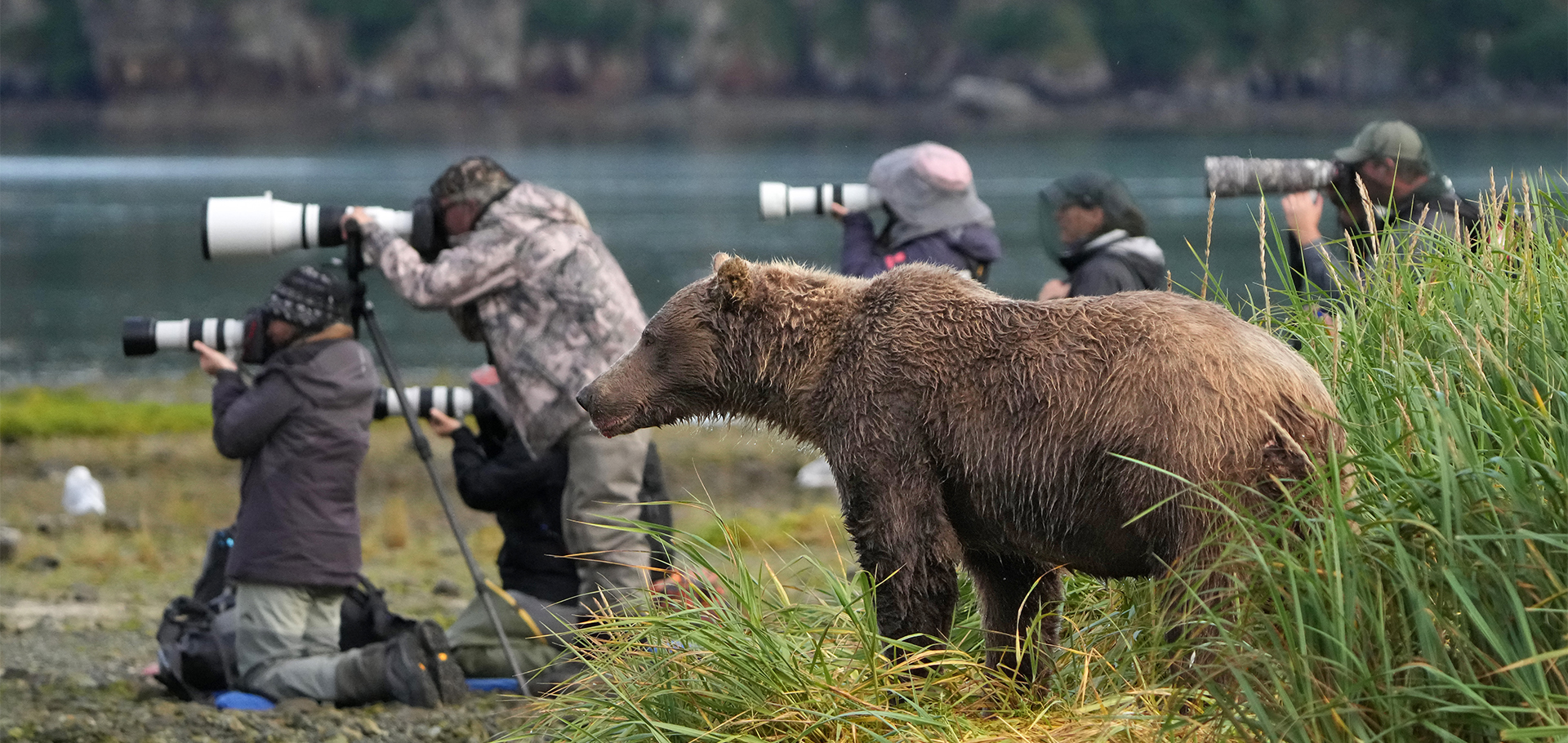 travelers photograph grizzly bears in Lake Clark National Park Alaska