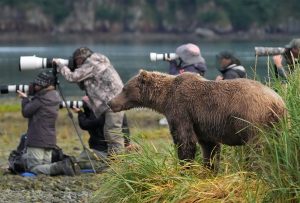 Wild Alaska Grizzly Encounter Photo Photo Pro