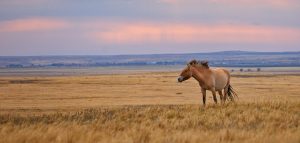 Anekcen Kypoyknh, AdobeStock