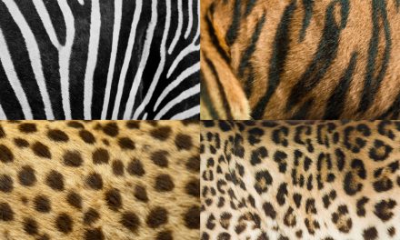 Nature’s Designs: How Spots and Stripes Are Formed