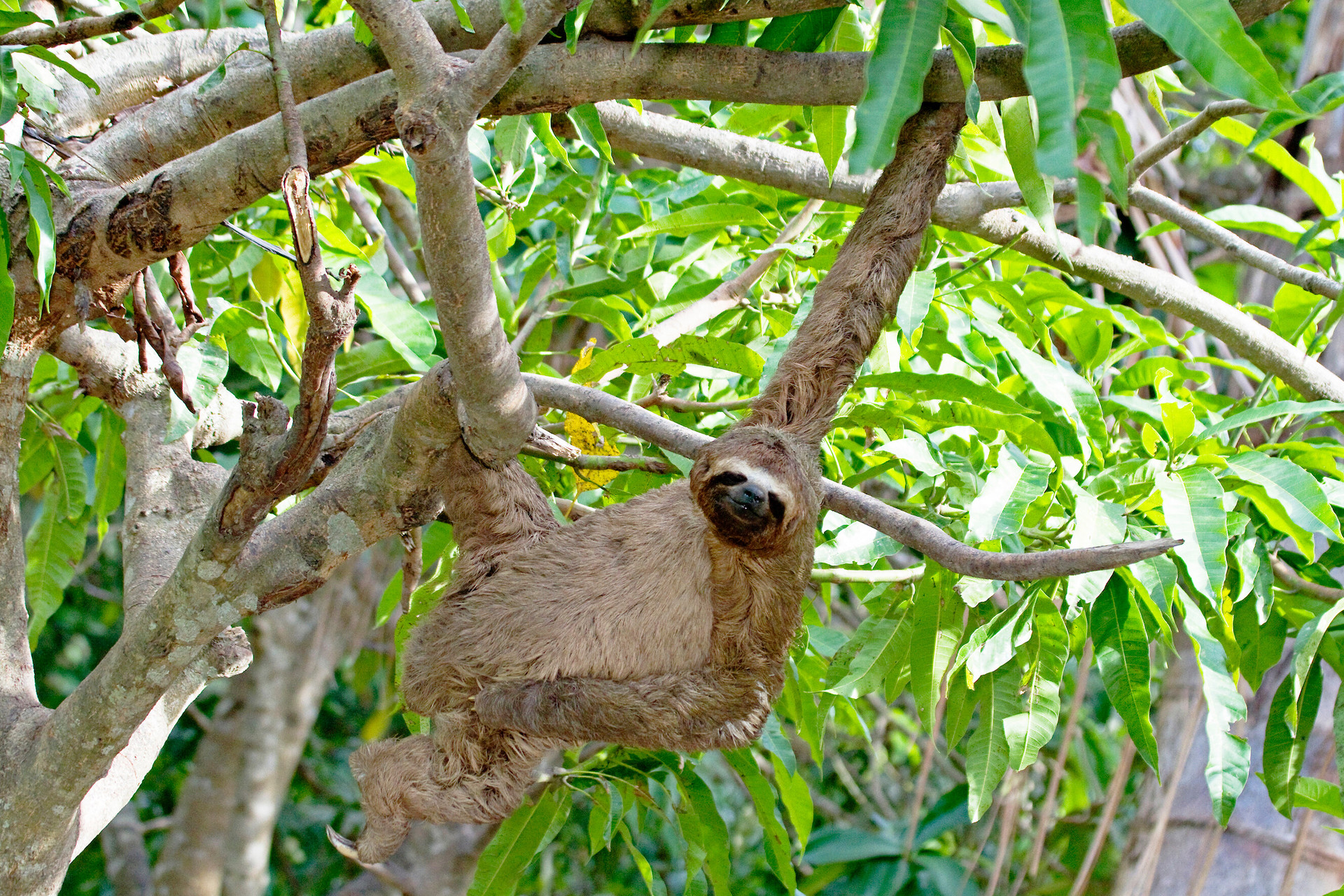 Three-Toed Sloth in Peru in Peruvian Amazon by Cassiano Zapa Zaparoli