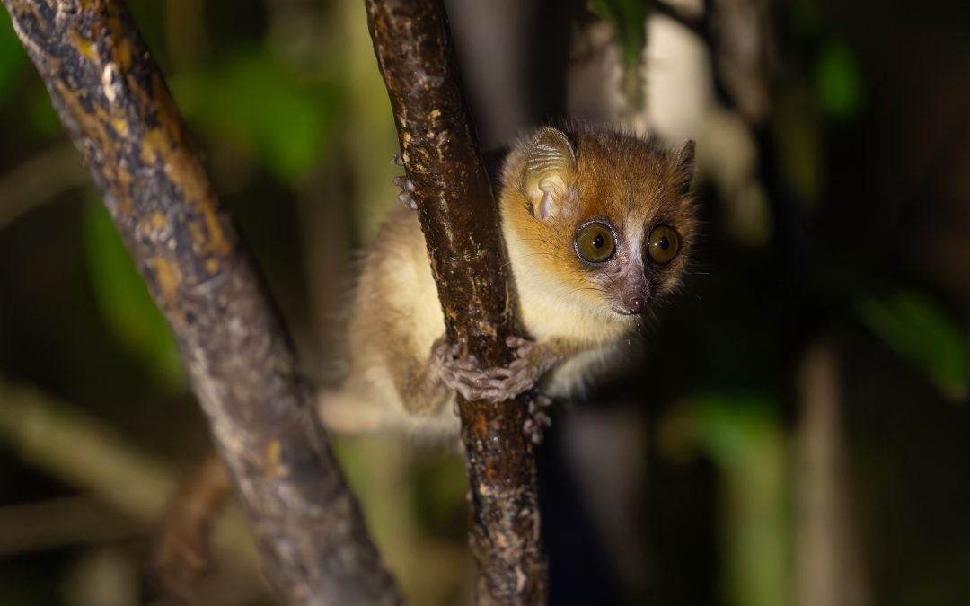 6 Pygmy Wildlife Species and Where to Find Them