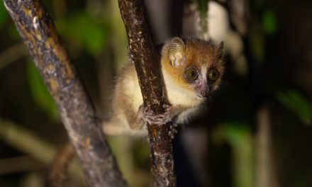 6 Pygmy Wildlife Species and Where to Find Them