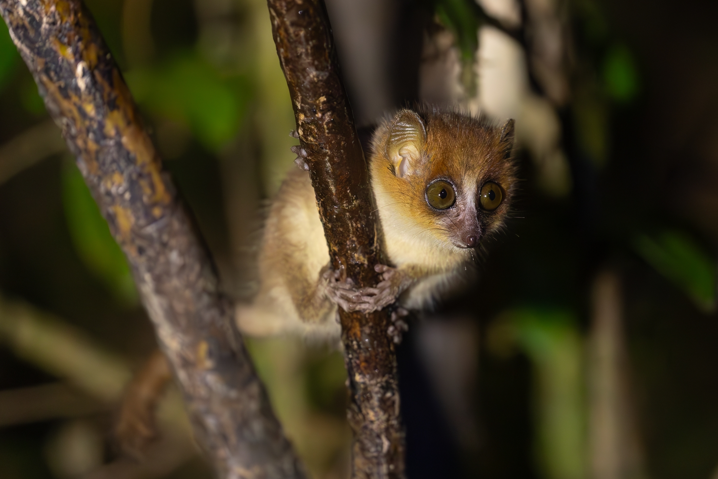 Pygmy Mouse Lemur