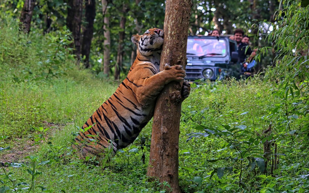 Nat Hab’s ABCs of Nature Adventures & Conservation Travel