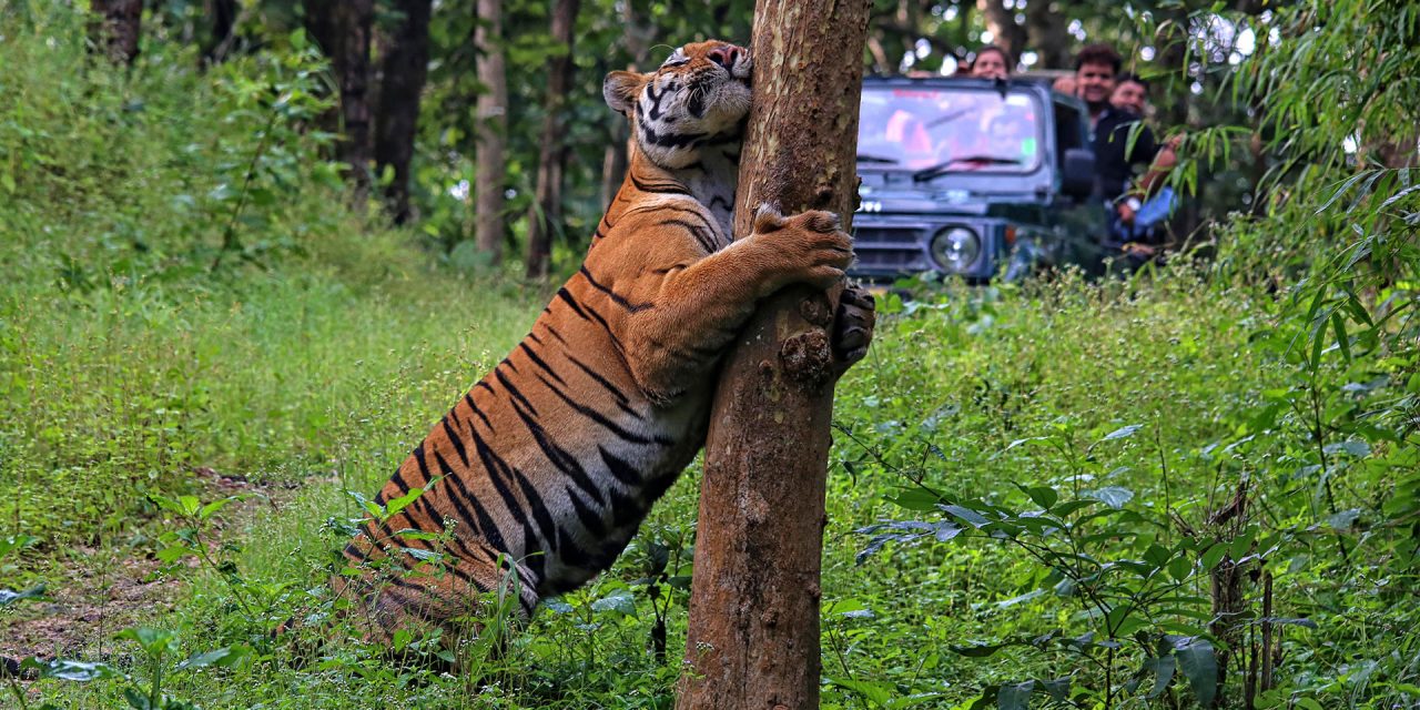 Nat Hab’s ABCs of Nature Adventures & Conservation Travel